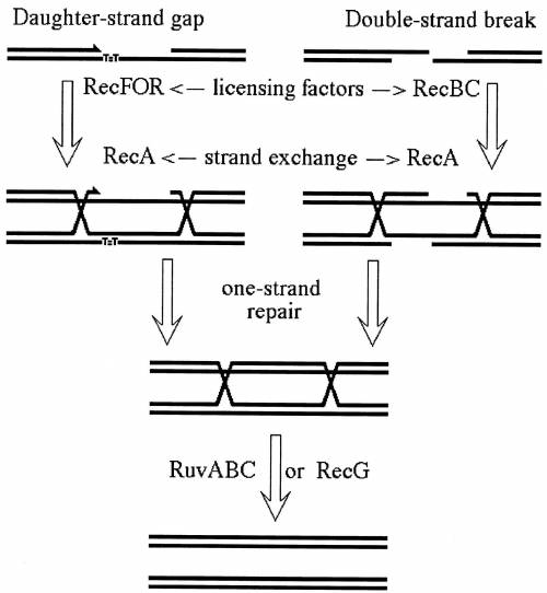 Draw out the double strand break model of recombination, showing the parental and recombinant outcom
