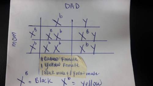 In cats, black coat (B) is codominant with yellow (b). The coat color gene is on the X chromosome. C