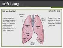 What are the lobes of the lungs? O walls of tissue that separate parts of the lungs O muscles that s