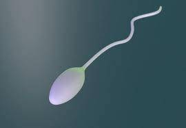 Which of the following has a head and a whip-like tail? a. sperm. b. ovary. c. uterus. d. testes.