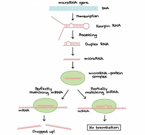 RNA interference (RNAi) is a mechanism of gene silencing that is mediated by the presence of double‑