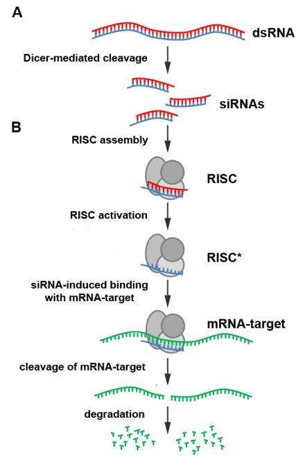 RNA interference (RNAi) is a mechanism of gene silencing that is mediated by the presence of double‑