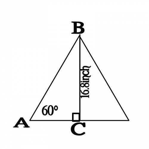 An equilateral triangle (one with all sides the same length) has an altitude of 16.8 inches. Find th