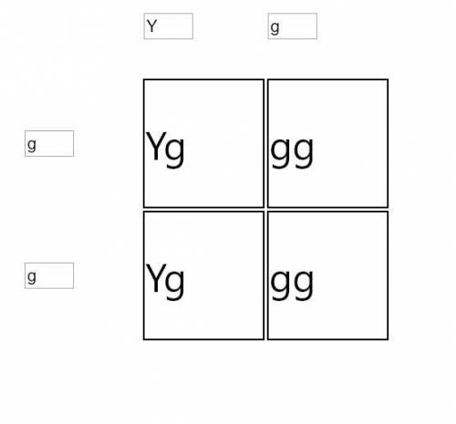 A plant with green pods is crossed with a plant with yellow pods. Draw a Punnett square to predict t