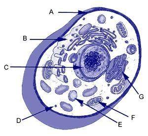 Whatis the function of the organelle labeled c in the diagram