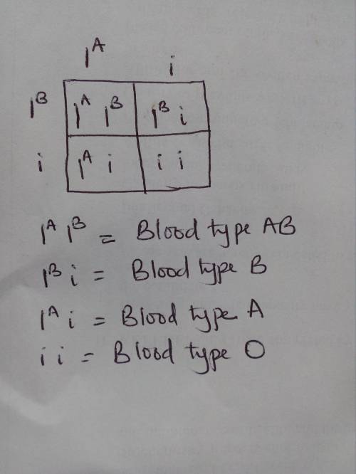 1. Which blood types are dominant? A. A and B are both dominant(because A and B are code dominant to