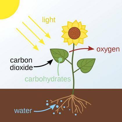 Photosynthesis requires a supply of CO2 as well as H2O and sunlight. How do plants obtain these reso