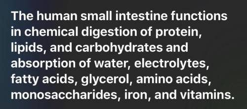 What is the function of the small intestine?