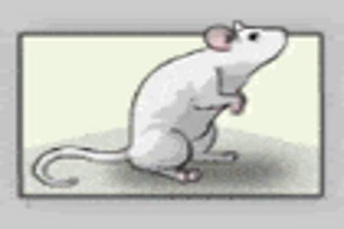 Which of the following is true about the genotype of the mouse shown below?