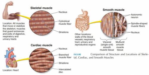 Which of the following is true? Which of the following is true? Skeletal muscle lacks the coarse con