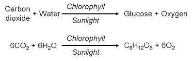 Photosynthesis is used to produce food for plants in the form of glucose. In the process, oxygen is