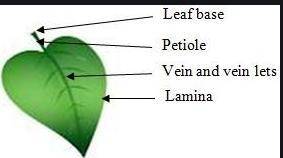 WHICH OF THE FOLLOWING IS THE FLATTENED PORTION OF THE LEAF