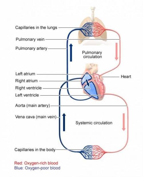At what point do the pulmonary and systemic circulation systems meet up?