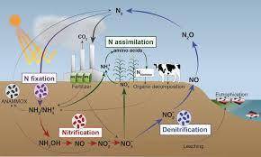 Match each step in the nitrogen cycle to its description. bacteria convert atmospheric nitrogen to a