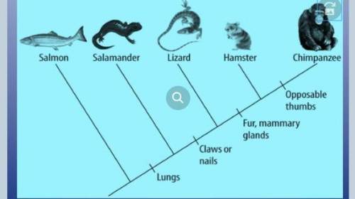 Study the cladogram. Which two organisms would be the least related? A) hamster and salmon B) lizard