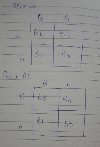 1. Show your work using a Punnett square. Cross a homozygous dominant (black) rabbit with a homozygo