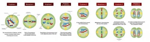 During metaphase II, do homologous chromosomes pair up as in metaphase I?