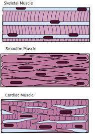What type of muscle tissue is pictured?