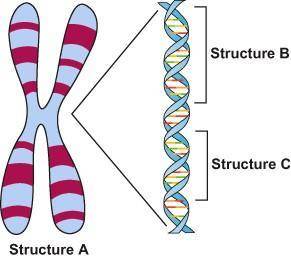 The diagram shows several structures located within a cell. Which statement best describes the relat