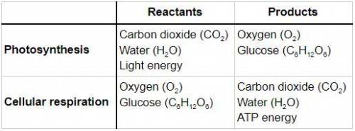 How do I Construct a table to compare the products and reactants in photosynthesis and cellular resp