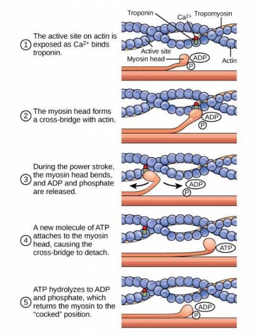 Power stroke (myosin head bends) coupled with the release of ADP and phosphate, ATP hydrolyzed to AD