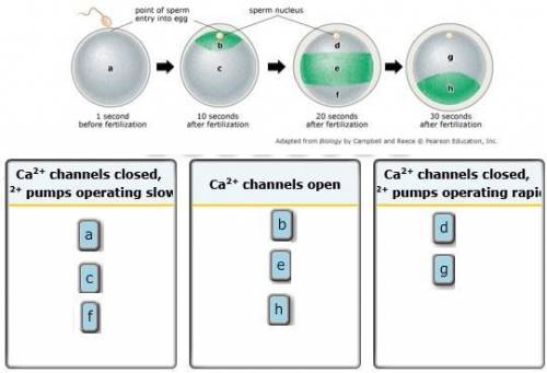 Experimental technique: Tracking cytoplasmic Ca2+ distribution after a sperm enters the egg Based on