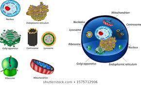 What is the function of the organelle identified as #6 in the picture (it is mostly brown, folded ov