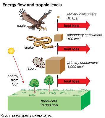 Which of the following BEST describes how energy flows in this ecosystem? A Energy flows through all