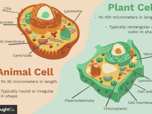 What are the differences between animal and plant cell