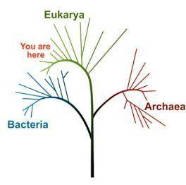PLEASE ANSWER a seed was discovered and when planted grew to be a large flower. A) archaea B) bacter