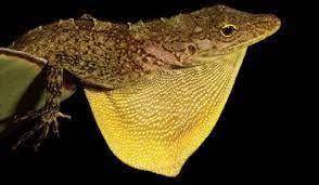 If a species of anoles with dark dewlaps colonized a heavily forested island, predict what would hap