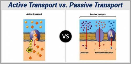 The process of diffusion and active transport are both used to-