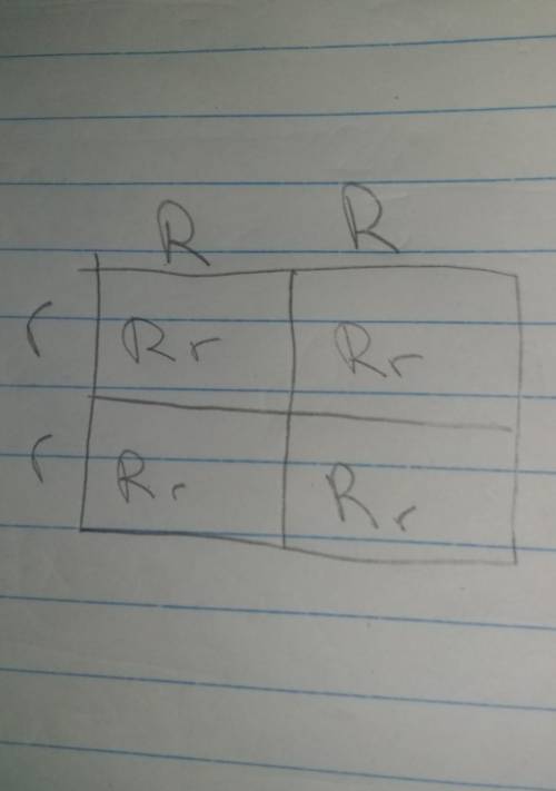 17. Draw a punnett square. White (R) is dominant to grey (r). Cross two plants that are heterozygous