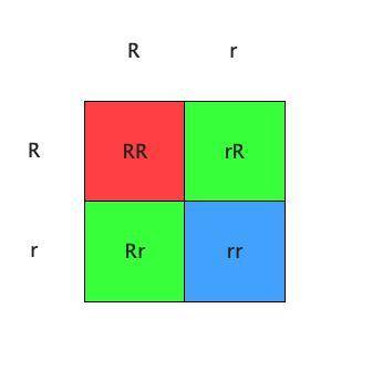 17. Draw a punnett square. White (R) is dominant to grey (r). Cross two plants that are heterozygous