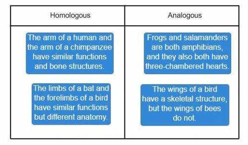 Classify the structures as homologous or analogous, depending on their structure and function. The l