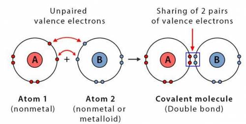 A double covalent bond involves two atoms sharing two electrons?  True or false