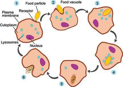 Animals must digest food once it's consumed. the diagram shows the steps involved in which type of d