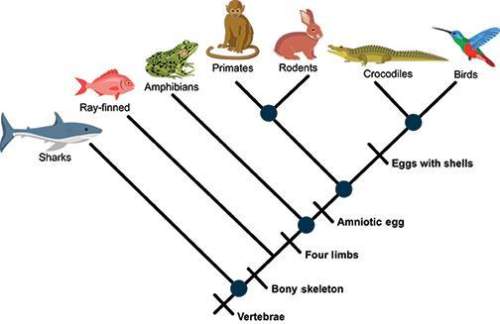 Quick i will mark as ! plus 100 !  according to the cladogram shown, which two animal s