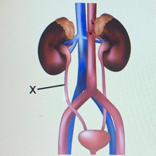 The picture represents the excretory system, which is represented by the x?  nephron