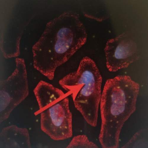 What is the function of the structure identified by the red arrow?  a. genetic information