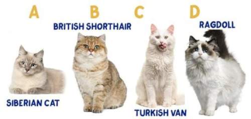 Can you put these cats in the right order (from largest to smallest) according to their actual real-