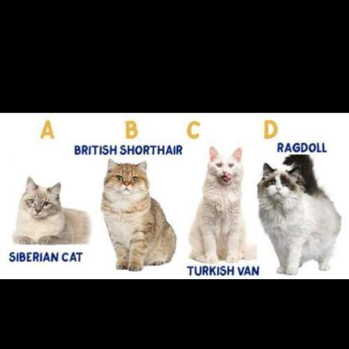Pls  can you put these cats in the right order (from largest to smallest) according to their a