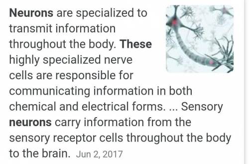 What are neurons? Why are neurons important