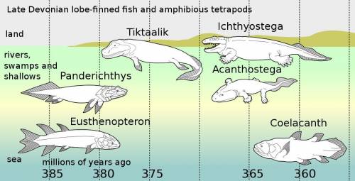 1. Tetrapods are . Examples of tetrapods include ,  ,  and .  2. Tetrapods first appear in the fossi
