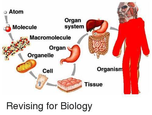 What’s is the analogy?  Organized cells:tissues as  Organs  (The blank is the missing analogy)