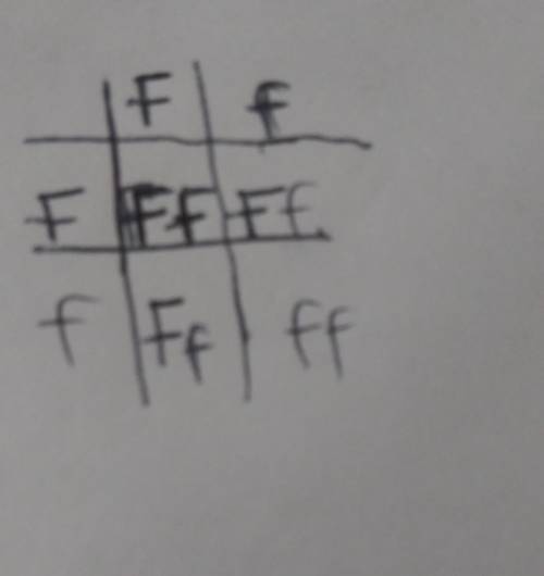 F = freckles f= no freckles 3. A man who is heterozygous for freckles marries a woman who is also he