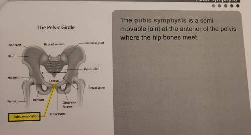 Which of the following best describes the pubic symphysis? A. process B. bone C. joint D. depressio