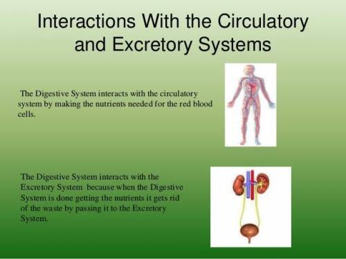 How does the digestive system interact with other systems
