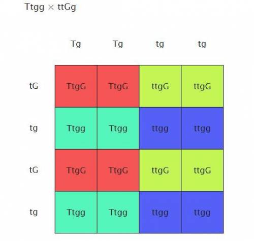 In peas, the allele for tall (T) is dominant over short (t), and the unlinked gene for seed color ha