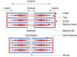 What are the causes that makes the actin and myosin filaments to slide past one another during muscl